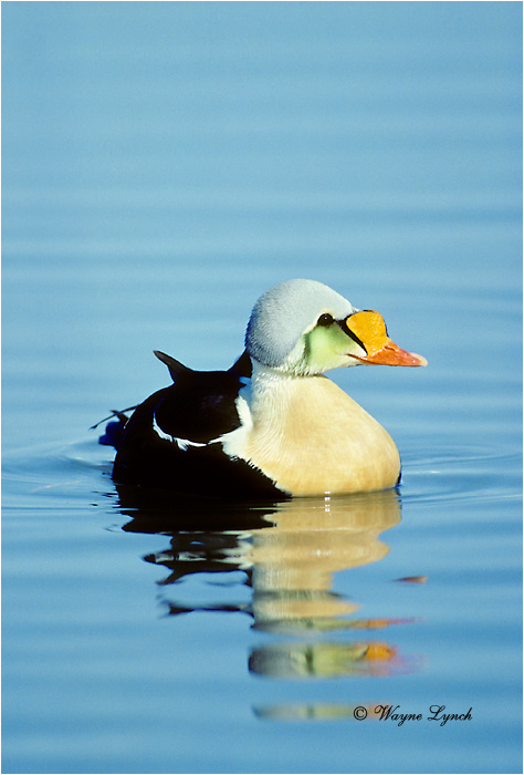 King Eider 102 by Dr. Wayne Lynch &copy;